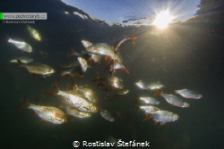 Rudd fish in the sunset by Rostislav Štefánek 